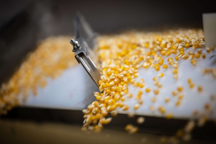 seeds-on-gravity-table